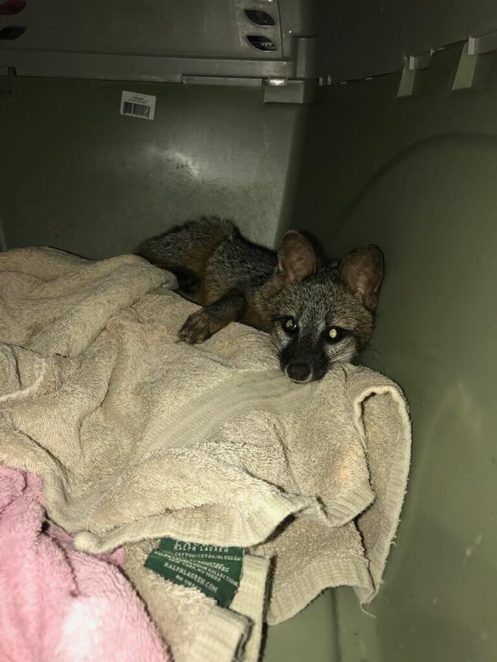 Pasco Fire/Rescue Saves Fox in Wesley Chapel