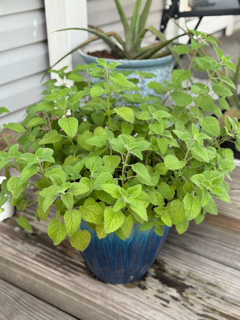 Thumbnail: Organic Lemon Balm Herbal Tincture