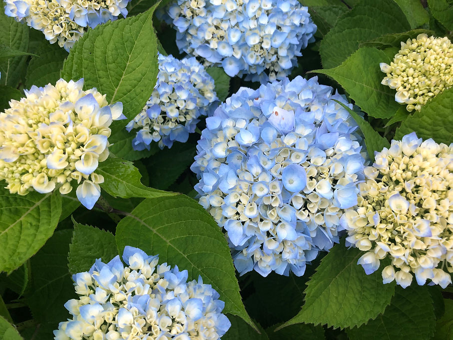 IMG_5316.jpeg