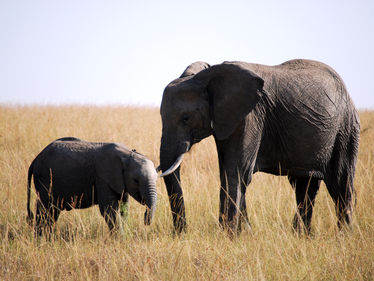 American Government Lifting the Ban on Trophy Hunting for African Elephants