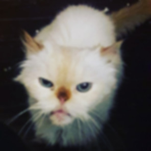 kedi sahiplendirme ilanları