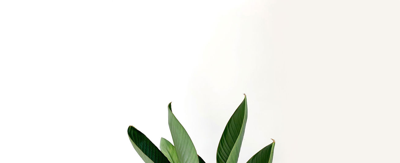 Green Leaves_edited.jpg