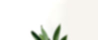 Green Leaves_edited.jpg