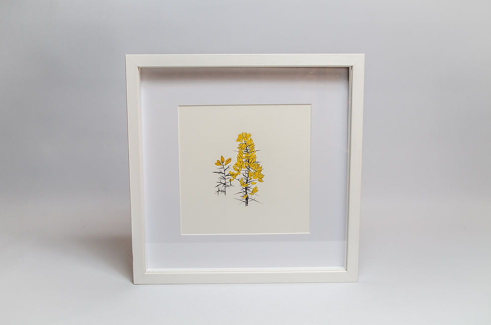 Thumbnail: Galway Gorse Flower by © Siobhan McNutt