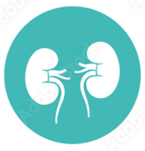 Kidney Function Panel 2 - ejbio.co.uk