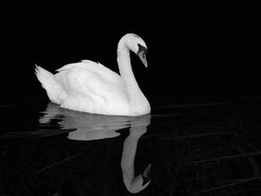 LEARNING LEGAL RULES