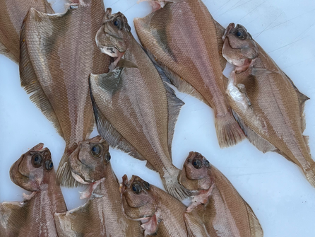 sand dab, pacific sand dab, fresh fish, seafood