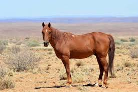 Le cheval en Afrique