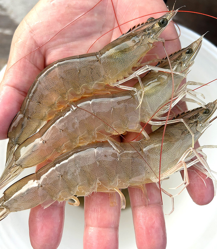 Screenshot 2025-10-10 at 01.34_edited.jp