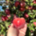 Fall Russo's Farm NJ 5.jpg
