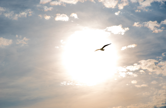 Bild am Himmel die Sonne scheint und Vögel fliegen in die Sonne