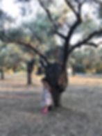 Limni, Evia (Family Olive Grove)