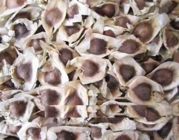 POR QUÉ NO CONSUMIR SEMILLA DE MORINGA?