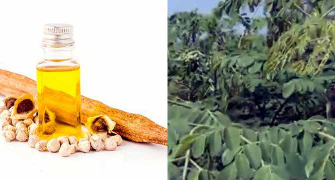 MASCARILLA CON ACEITE DE MORINGA