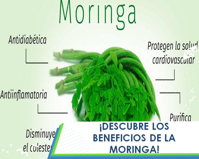 PARA QUE SIRVE LA MORINGA
