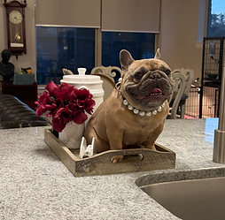 Shortcake French bulldog