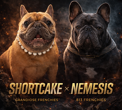Explore upcoming French Bulldog litters from Grandiose Frenchies in Willis, Texas. Stay updated on planned pairings and futur