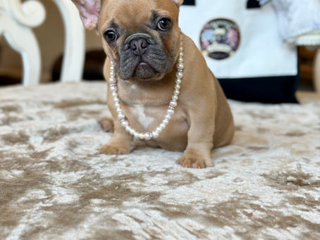 How to Choose the Right French Bulldog Puppy in Texas (What Most Breeders Won’t Tell You)