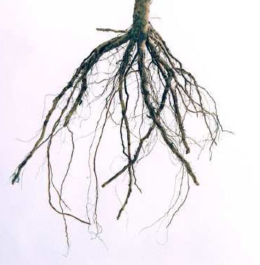 Roots