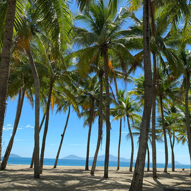 palm trees at the beach
