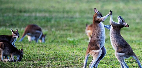 Kangaroos_edited_edited_edited.jpg