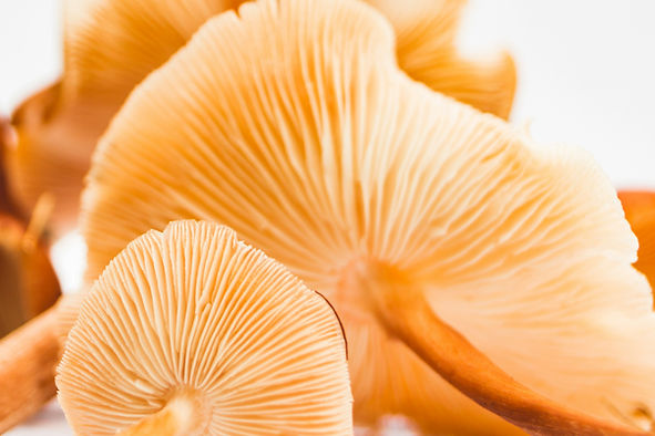 Orange(MushroomsMacro).jpg