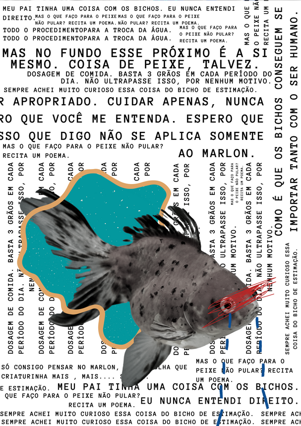 DOSAGEM DE COMIDA: BASTA 3 GRÃOS EM CADA PERIODO DO DIA.