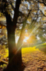 Listening Within: A Fertility Retreat Guided by Horses