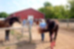 Therapeutic Horsemanship Program - Level 2 - Now Enrolling!