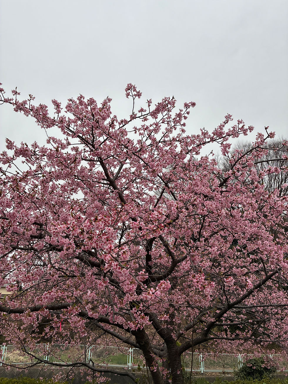 2026.3月柿生教室ピアノ•リトミック若干名募集再開致します♪