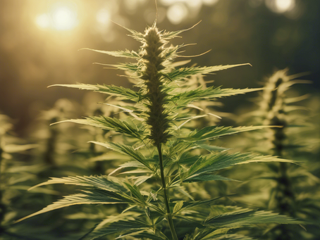 Experience Nature's Resilience with Pugh's Farm Hemp