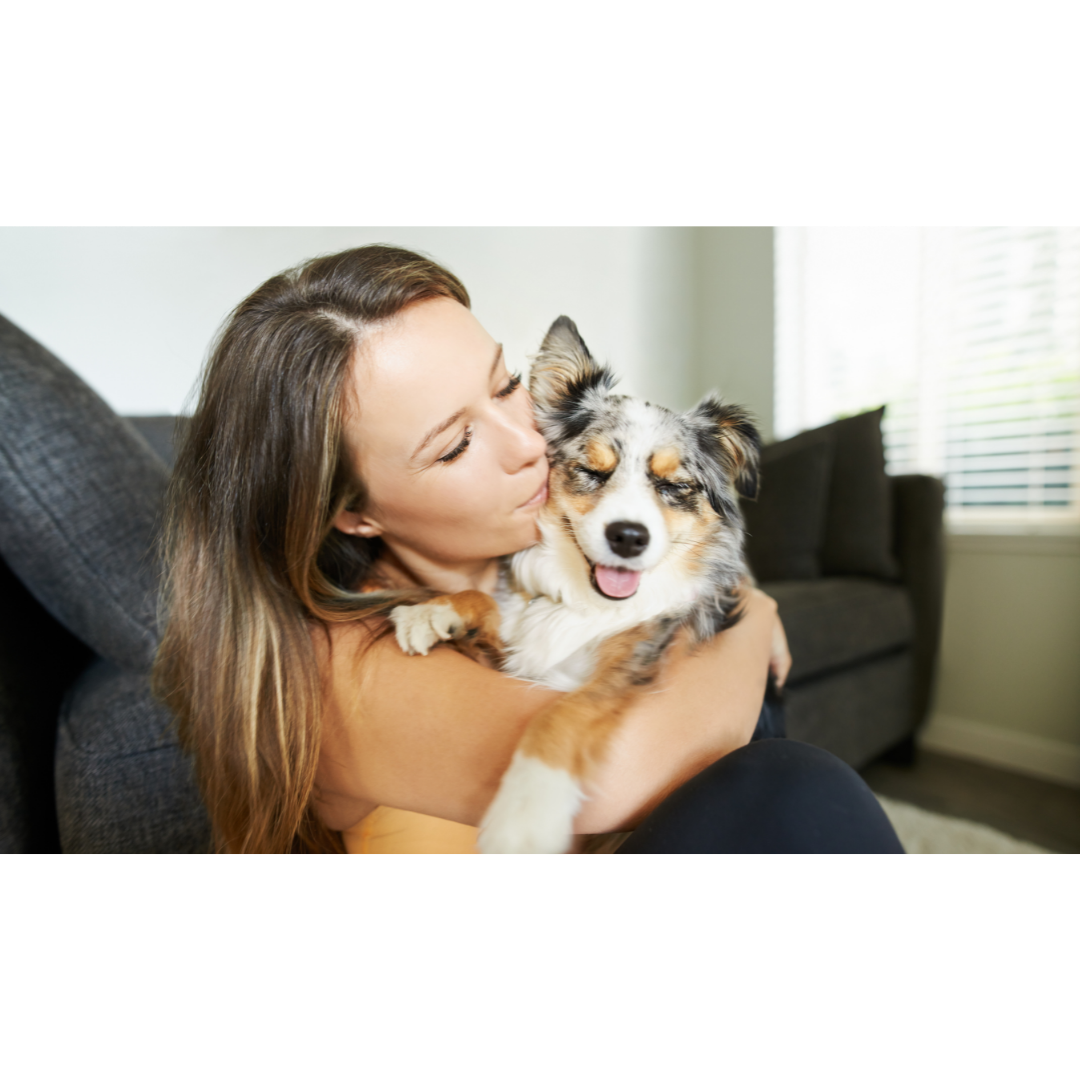 Estrutura da Aleri Pet Care