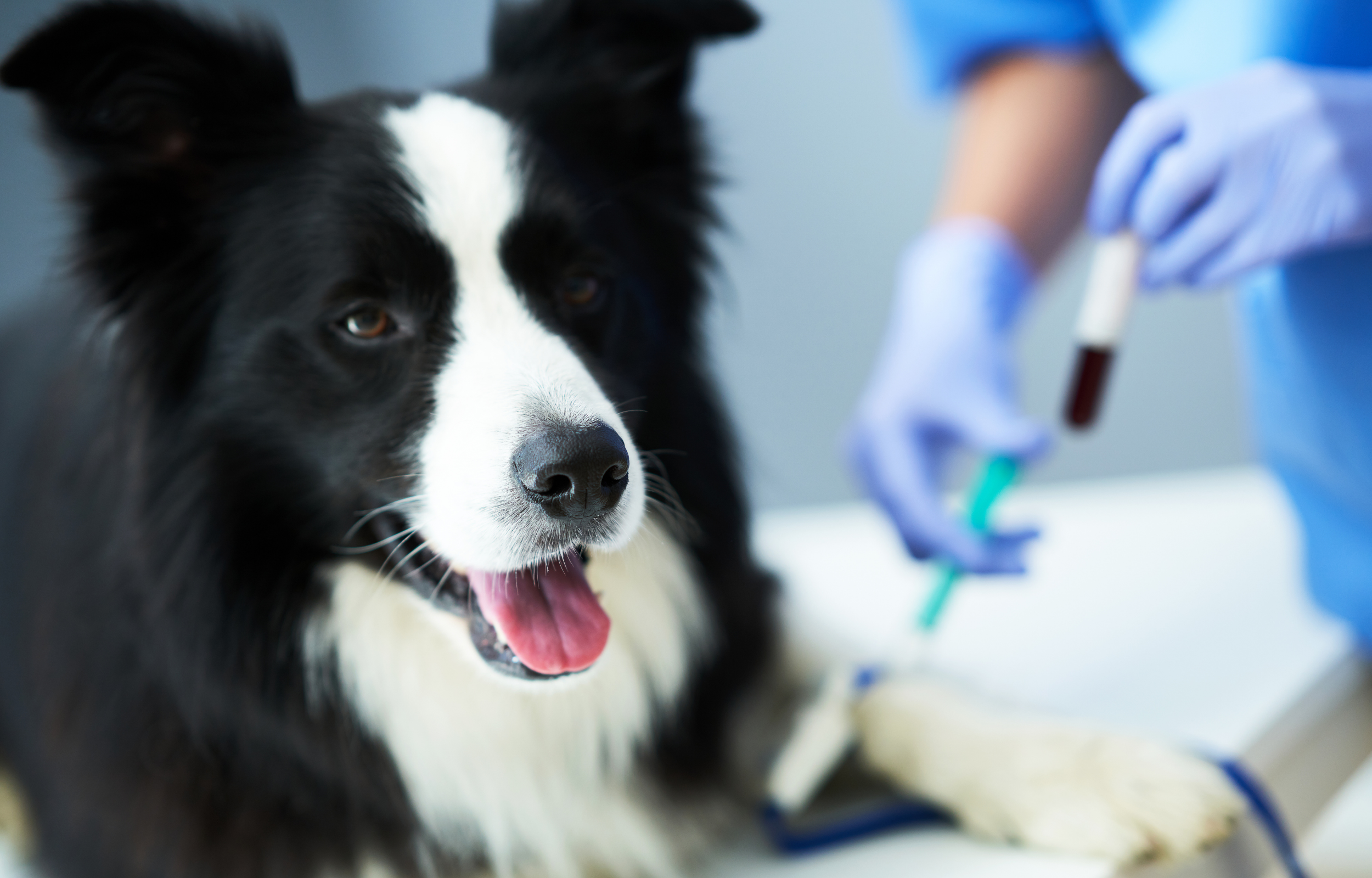 Aleri Pet Care