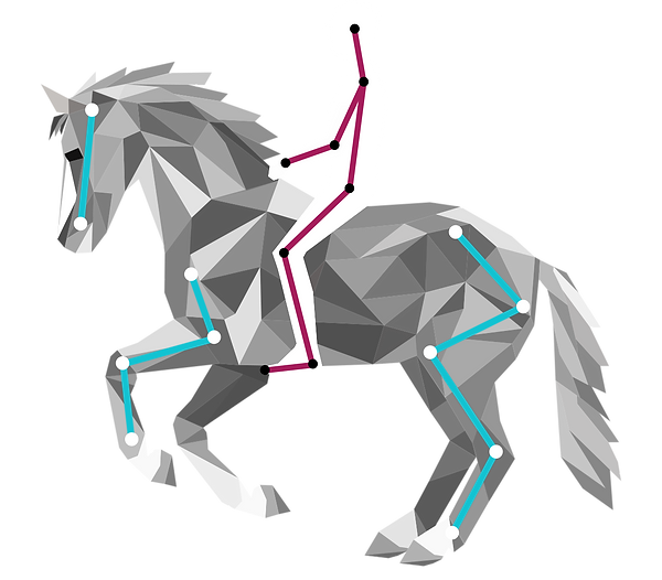 blackdog biomechanics for horse and rider