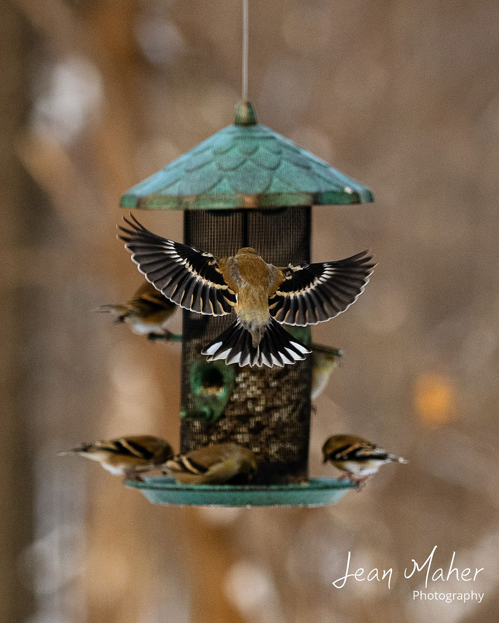 Goldfinch to the Feeder Copyright 2025 JeanMaher.com