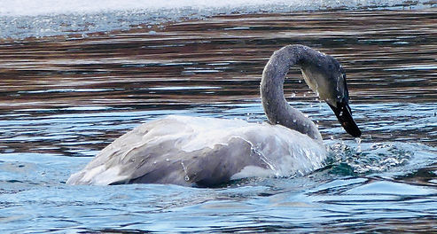 Trumpeter swan in river in winter.
