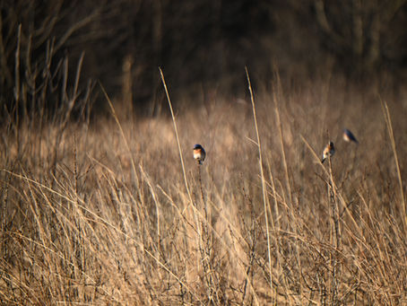 A slightly out of focus photo of 3 eastern bluebirds perching on stalks in early spring.