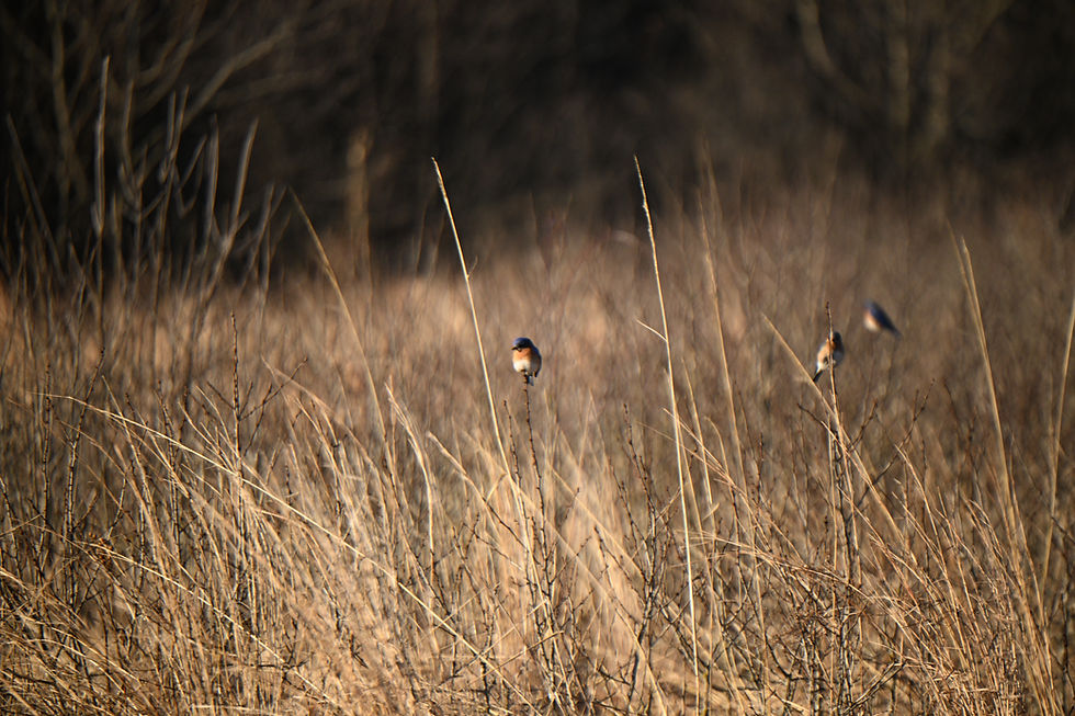 Eastern Bluebirds slightly out of focus in early spring. ©2026 JeanMaher.com