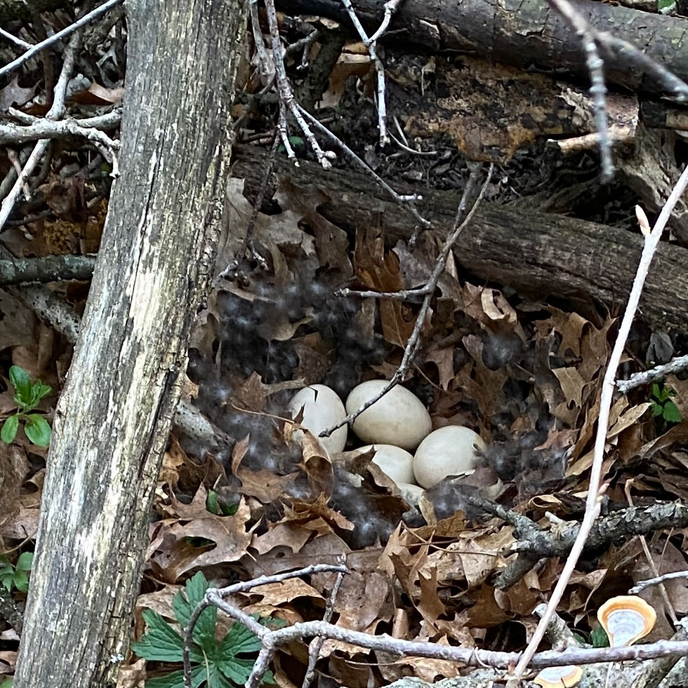 Wood duck eggs on the ground hidden beneath a fallen tree, resting on oak leaves and the down feathers from the hen who laid them there.
