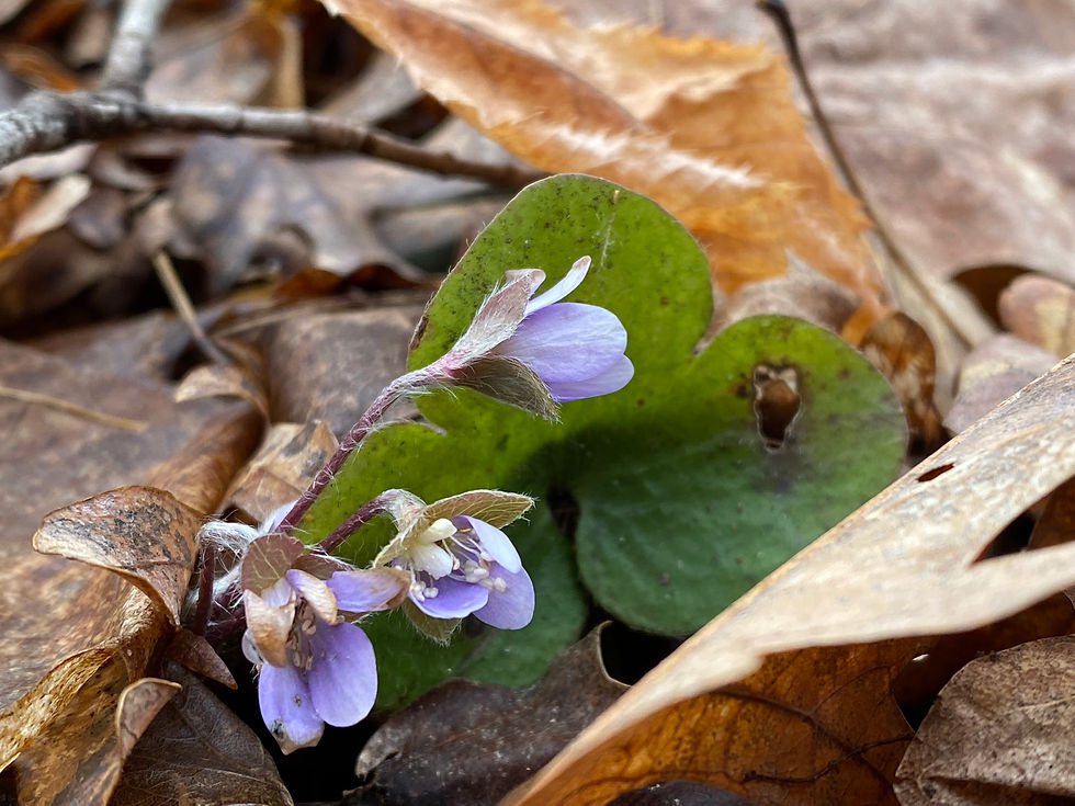 Hepatica