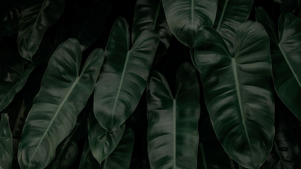 Planta costela de adão em destaque, representando tranquilidade e introspecção no contexto psicanalítico