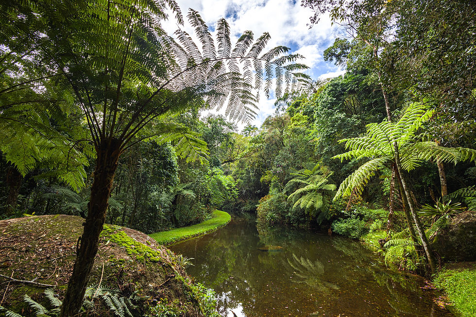 area externa natureza, Estalagem Spiller em Monte Verde 251751.jpg