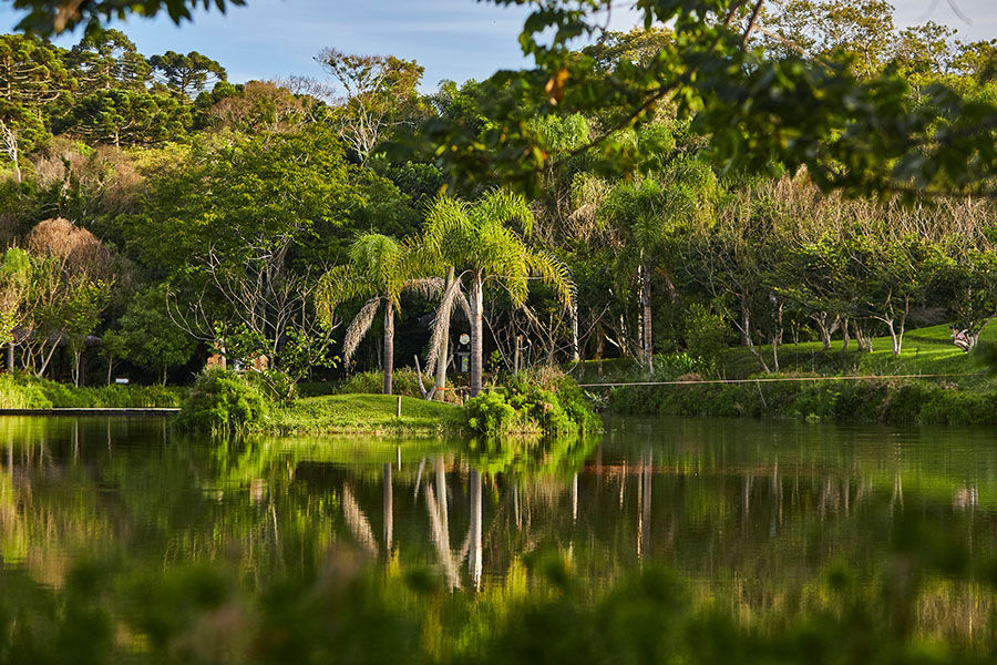 Fazenda Morros Verdes, floresta 6.jpg