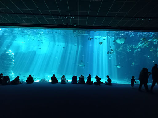 Journée à Nausicaa