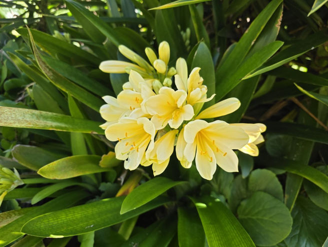 Creating beautiful Gardens