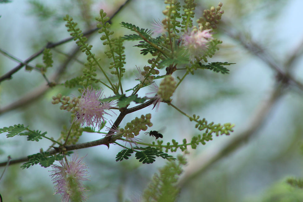 Miniatura: Semillas de Uña de Gato (Mimosa sp.)