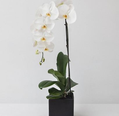 Screen Shot 2021-06-08 at 12.45_edited.j