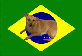cachorro caramelo bandeira do brasil