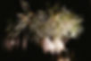 F047E434-645C-497F-9608-207855F80ACA_1_201_a-2.jpg