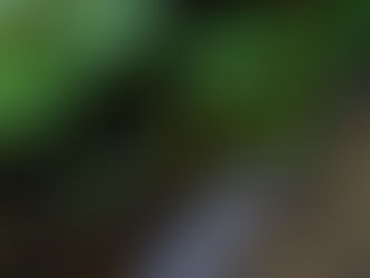 Exploring Landscape Drainage Solutions for Healthy Gardens